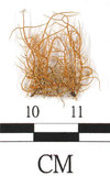 中文名:菘蘿屬(L00000851)學名:Usnea angulata Ach.(L00000851)
