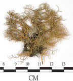 中文名:紊菘蘿(L00000852)學名:Usnea confusa Asah.(L00000852)