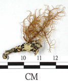 中文名:紊菘蘿(L00000854)學名:Usnea confusa Asah.(L00000854)