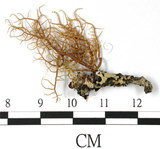 中文名:紊菘蘿(L00000854)學名:Usnea confusa Asah.(L00000854)