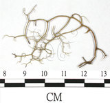 中文名:環裂菘蘿(L00000855)學名:Usnea diffracta Vain.(L00000855)