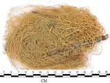 中文名:喜馬拉雅菘蘿(L00000856)學名:Usnea himalayana Babingt.(L00000856)