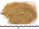 中文名:喜馬拉雅菘蘿(L00000856)學名:Usnea himalayana Babingt.(L00000856)