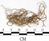 中文名:喜馬拉雅菘蘿(L00000857)學名:Usnea himalayana Babingt.(L00000857)