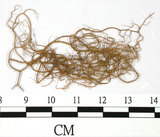 中文名:喜馬拉雅菘蘿(L00000857)學名:Usnea himalayana Babingt.(L00000857)