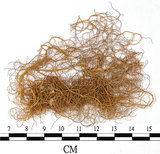 中文名:喜馬拉雅菘蘿(L00000858)學名:Usnea himalayana Babingt.(L00000858)