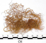 中文名:喜馬拉雅菘蘿(L00000858)學名:Usnea himalayana Babingt.(L00000858)