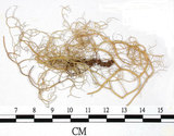 中文名:喜馬拉雅菘蘿(L00000859)學名:Usnea himalayana Babingt.(L00000859)