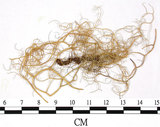 中文名:喜馬拉雅菘蘿(L00000859)學名:Usnea himalayana Babingt.(L00000859)