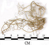 中文名:喜馬拉雅菘蘿(L00000860)學名:Usnea himalayana Babingt.(L00000860)