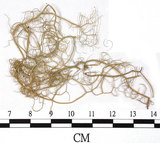 中文名:喜馬拉雅菘蘿(L00000860)學名:Usnea himalayana Babingt.(L00000860)