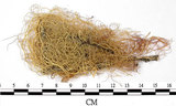 中文名:喜馬拉雅菘蘿(L00000861)學名:Usnea himalayana Babingt.(L00000861)