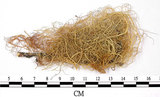 中文名:喜馬拉雅菘蘿(L00000861)學名:Usnea himalayana Babingt.(L00000861)