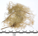 中文名:喜馬拉雅菘蘿(L00000862)學名:Usnea himalayana Babingt.(L00000862)