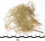 中文名:喜馬拉雅菘蘿(L00000862)學名:Usnea himalayana Babingt.(L00000862)