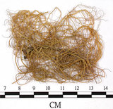 中文名:喜馬拉雅菘蘿(L00000863)學名:Usnea himalayana Babingt.(L00000863)