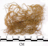 中文名:喜馬拉雅菘蘿(L00000863)學名:Usnea himalayana Babingt.(L00000863)