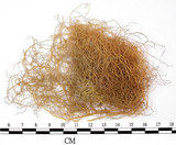 中文名:喜馬拉雅菘蘿(L00000864)學名:Usnea himalayana Babingt.(L00000864)