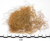 中文名:喜馬拉雅菘蘿(L00000864)學名:Usnea himalayana Babingt.(L00000864)