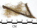 中文名:喜馬拉雅菘蘿(L00000865)學名:Usnea himalayana Babingt.(L00000865)