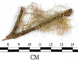 中文名:喜馬拉雅菘蘿(L00000865)學名:Usnea himalayana Babingt.(L00000865)