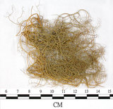 中文名:喜馬拉雅菘蘿(L00000867)學名:Usnea himalayana Babingt.(L00000867)