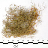 中文名:喜馬拉雅菘蘿(L00000867)學名:Usnea himalayana Babingt.(L00000867)