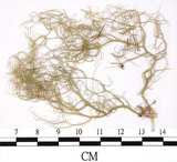 中文名:喜馬拉雅菘蘿(L00000868)學名:Usnea himalayana Babingt.(L00000868)