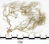 中文名:喜馬拉雅菘蘿(L00000868)學名:Usnea himalayana Babingt.(L00000868)