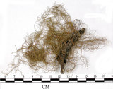 中文名:喜馬拉雅菘蘿(L00000869)學名:Usnea himalayana Babingt.(L00000869)