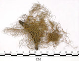 中文名:喜馬拉雅菘蘿(L00000869)學名:Usnea himalayana Babingt.(L00000869)