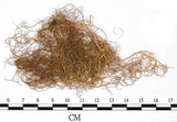 中文名:喜馬拉雅菘蘿(L00000870)學名:Usnea himalayana Babingt.(L00000870)