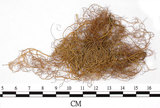 中文名:喜馬拉雅菘蘿(L00000870)學名:Usnea himalayana Babingt.(L00000870)