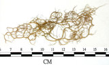 中文名:喜馬拉雅菘蘿(L00000872)學名:Usnea himalayana Babingt.(L00000872)