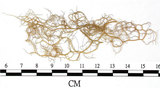 中文名:喜馬拉雅菘蘿(L00000872)學名:Usnea himalayana Babingt.(L00000872)