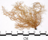 中文名:熱帶菘蘿(L00000874)學名:Usnea leucospilodea Nyl.(L00000874)