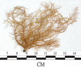 中文名:熱帶菘蘿(L00000874)學名:Usnea leucospilodea Nyl.(L00000874)