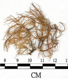 中文名:熱帶菘蘿(L00000875)學名:Usnea leucospilodea Nyl.(L00000875)