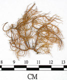 中文名:熱帶菘蘿(L00000875)學名:Usnea leucospilodea Nyl.(L00000875)