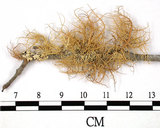 中文名:熱帶菘蘿(L00000876)學名:Usnea leucospilodea Nyl.(L00000876)