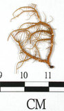 中文名:熱帶菘蘿(L00000877)學名:Usnea leucospilodea Nyl.(L00000877)