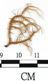 中文名:熱帶菘蘿(L00000877)學名:Usnea leucospilodea Nyl.(L00000877)