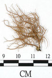 中文名:熱帶菘蘿(L00000878)學名:Usnea leucospilodea Nyl.(L00000878)