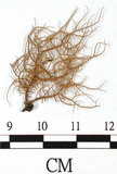 中文名:熱帶菘蘿(L00000878)學名:Usnea leucospilodea Nyl.(L00000878)