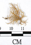 中文名:熱帶菘蘿(L00000879)學名:Usnea leucospilodea Nyl.(L00000879)