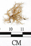中文名:熱帶菘蘿(L00000879)學名:Usnea leucospilodea Nyl.(L00000879)