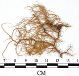 中文名:熱帶菘蘿(L00000880)學名:Usnea leucospilodea Nyl.(L00000880)