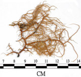 中文名:熱帶菘蘿(L00000880)學名:Usnea leucospilodea Nyl.(L00000880)