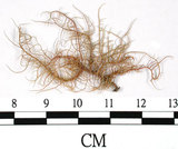 中文名:熱帶菘蘿(L00000881)學名:Usnea leucospilodea Nyl.(L00000881)