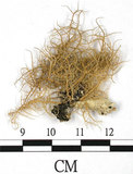 中文名:熱帶菘蘿(L00000882)學名:Usnea leucospilodea Nyl.(L00000882)